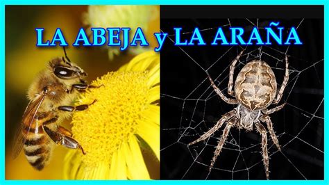 La Abeja Y La Ara A Youtube