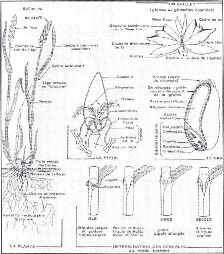 Memoire Online Contribution à l étude du comportement agronomique de