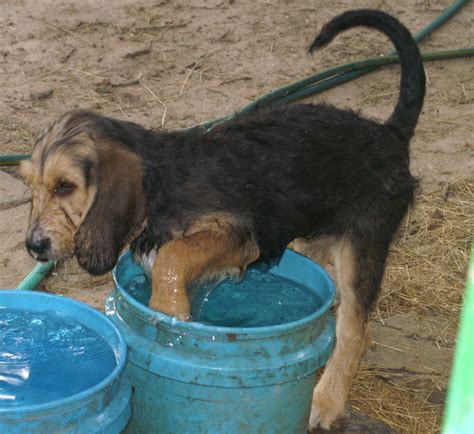 Otterhound Puppy | Otterhound, Puppies, Pics