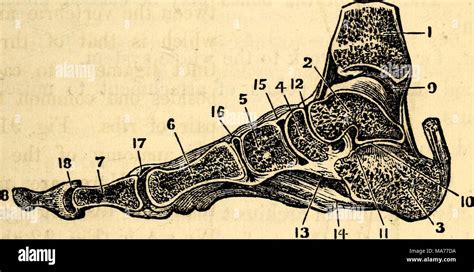 Anatomie et physiologie élémentaires pour des collèges des