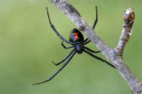 Schwarze Witwe Wie Giftig Ist Der Biss Der Spinne Wirklich Galileo