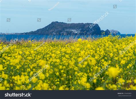 Flowers In Jeju Island Stock Photo 276492803 : Shutterstock