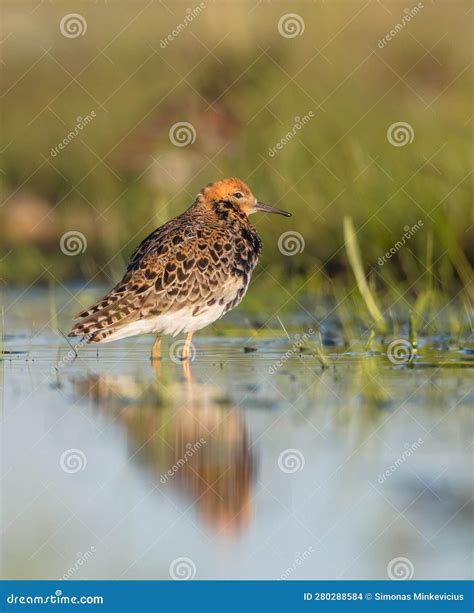 Ruff Calidris Pugnax Male Bird At A Wetland Stock Photo Image Of