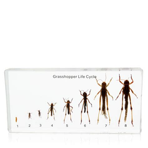 Grasshopper Lifecycle in Resin | Evolution Store