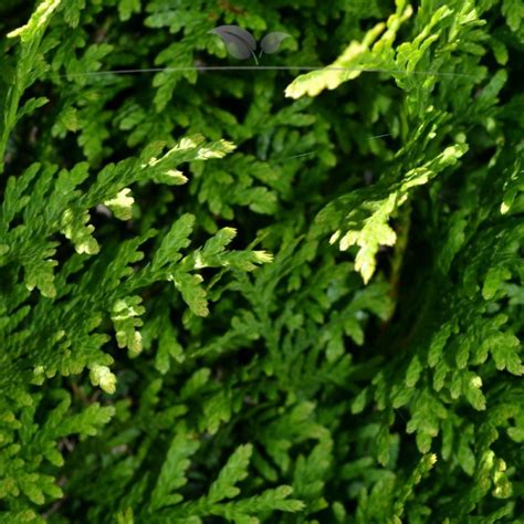 Thuja Brabant Cm Im Topf Thujahecke Bestseller