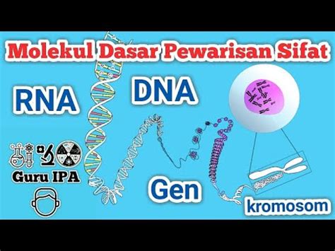 Molekul Dasar Pewarisan Sifat Pada Makhluk Hidup DNA RNA Gen