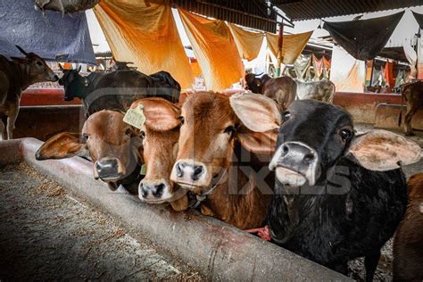 Indian Cow Calves In A Gaushala Goshala Or Cow Shelter That Also Sells Dairy Products Ghazipur