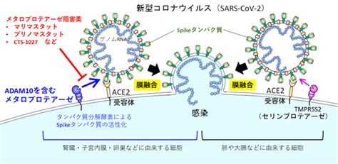 新型コロナウイルスの新たな細胞侵入経路とその阻害薬の発見―covid 19の複雑な病態解明・治療薬開発に期待― 国立研究開発法人日本医療