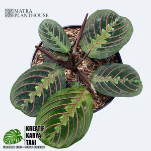 Jual Tanaman Hias Calathea Orbifolia Rotundifolia Fasciata Marion