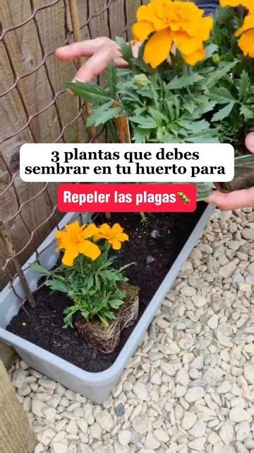 Escuela De Huertos Organicos On Instagram Plantas Que Debes Tener