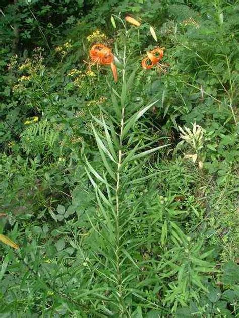Lilium Lancifolium