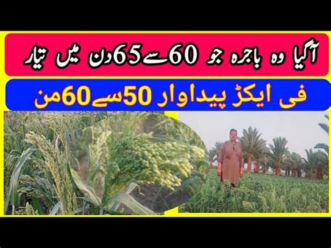 Proso Millet Farming Profitable Crop Information In Advanced Farming