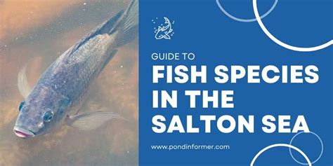 List of Fish Species in the Salton Sea (Updated) - Pond Informer