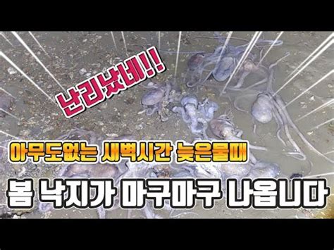 수도권 바다가 지금 난리났다 봄낙지 마구마구 정신없이 나온다 YouTube