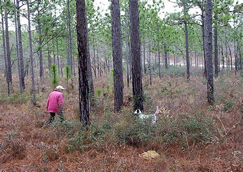 Bird Dog Training Pointing Dog Training Upland Gun Dog Trainingfield