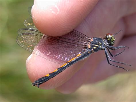 Dragonfly Caught Hunting Dragonflies With Nets At Quincy S Flickr