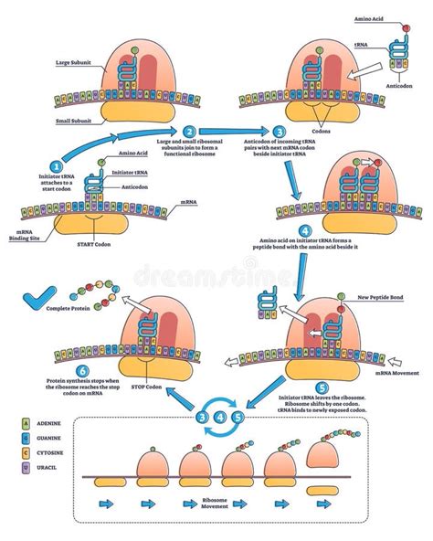 RNA Translation As Process of Transcription of DNA To RNA Outline ...