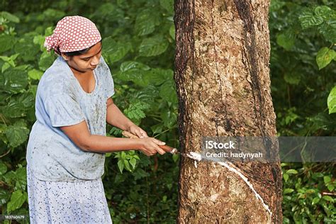 Woman Collecting Latex On The Rubber Tree Plantation Sri Lanka Stock