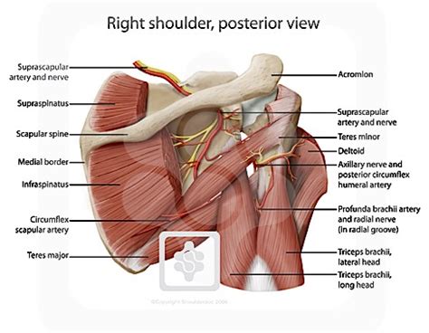 Shoulder Anatomy Nerve