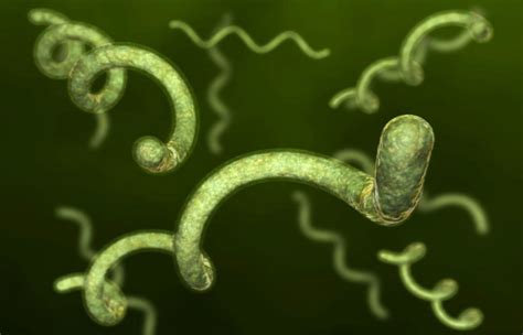 Diferencias Entre Espirilo Y Espiroquetas Sooluciona
