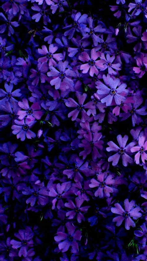 Download Creeping Phlox As An Aesthetic Purple Flower Wallpaper ...