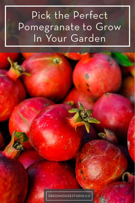 Best Pomegranate Varieties To Grow In Your Garden And Pots Plus How To