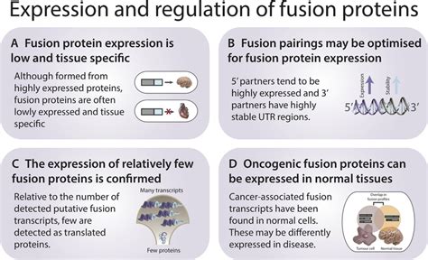 Expression And Regulation Of Fusion Proteins A Although The Parent