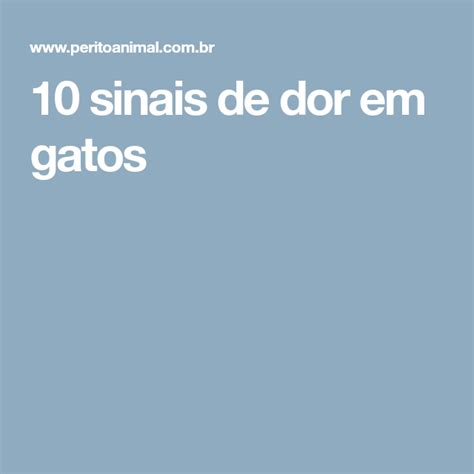 Sinais De Dor Em Gatos Como Identificar Gatos Sinais Dor