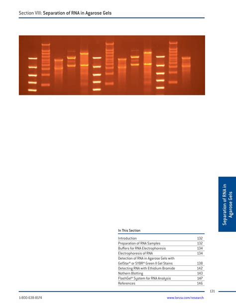 Pdf Section Viii Separation Of Rna In Agarose Gelstakara Co Kr