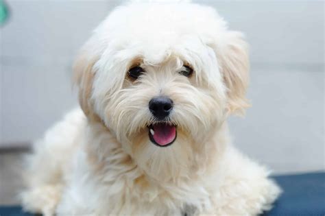 Eskipoo Dog Breed Complete Guide A Z Animals