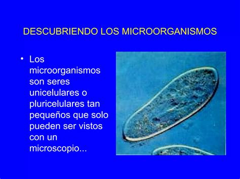 O Que São Seres Microscópicos - Seres vivos microscópicos | PPT
