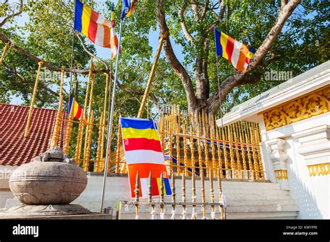 Jaya Sri Maha Bodhi Anuradhapura Sri Lanka - WoodsLima