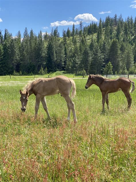 About The Silver Dapple Color – Silver Dapple Morgan Horses