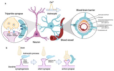 Astrocytes Form Neurovascular Units A Astrocytes Connect Neurons And