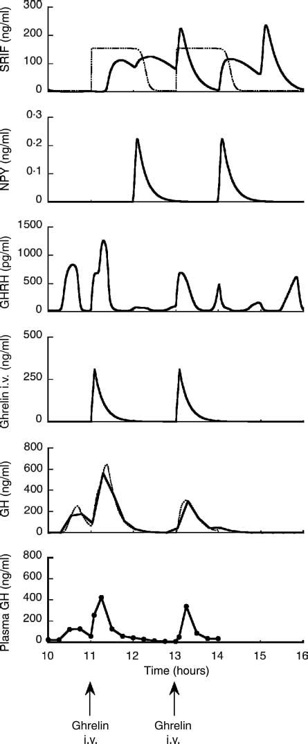 Simulation Of The Srif Npy Ghrh Peripherally Injected Ghrelin And