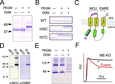 Dual functions of a small regulatory subunit in the mitochondrial ... 