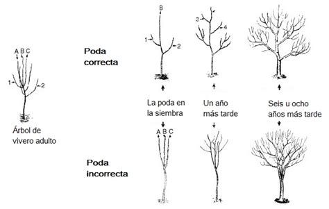 Consejos para la Poda de Árboles en el Jardín Jardineria Domenech