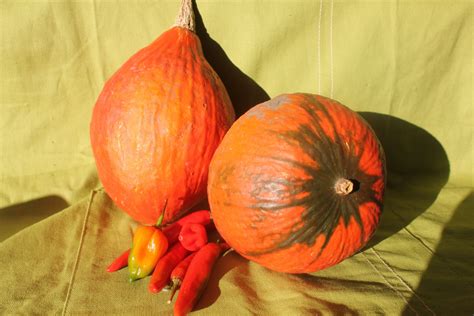 Free Images Nature Fruit Flower Orange Food Red Produce