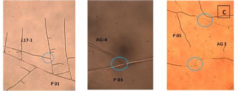 Hyphal Anastomosis Interactions Between R Solani Isolates And