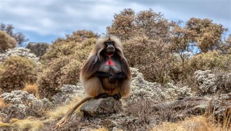 Gelada Baboon Facts, Behavior, Habitat and All Information