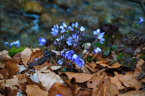 Leberblümchen Hepatica nobilis 1 Leberblümchen Hepati Flickr