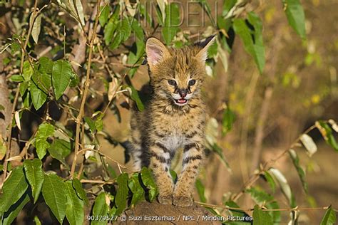 Serval Stock Photo Minden Pictures