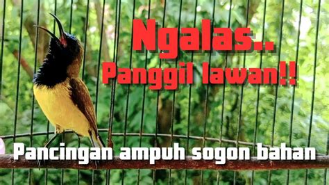 Pancingan Sogon Gacor Memanggil Lawan Ampuh Untuk Pancingan Sogon Agar