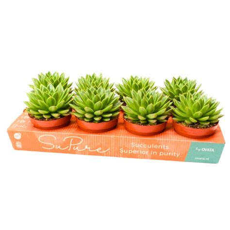 Echeveria Agavoides Pot De Cm Coclicoh