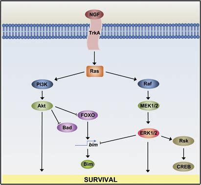 Survival Pathways Activated By The Binding Of Ngf To Trka The Binding