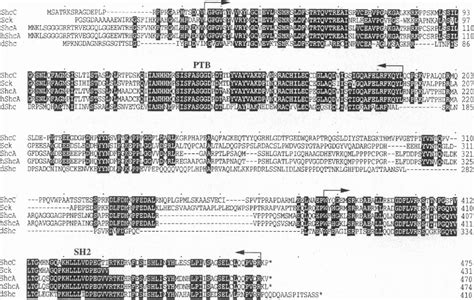 Figure 1 From A Mammalian Adaptor Protein With Conserved Src Homology 2