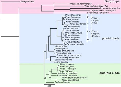 Phylogeny Of Extant Pinaceae Based On The Combined Morphology And