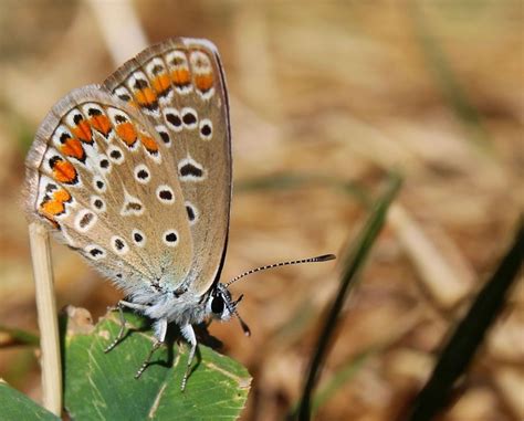 Inseto Entomologia Borboleta Foto Gratuita No Pixabay