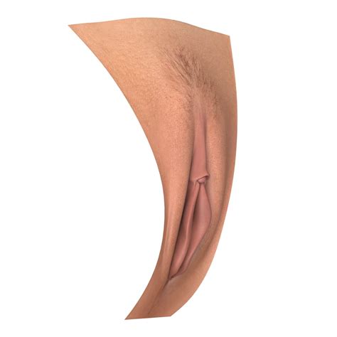 Realistic Female Vagina D Model By Cgtools