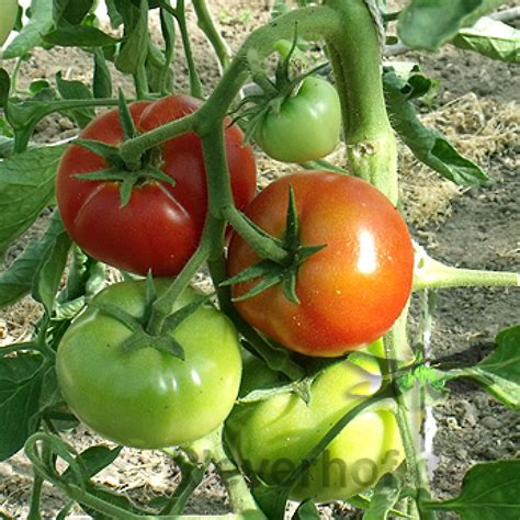 Saatgut Samen Von Der Tomate Kasachstan Rubin